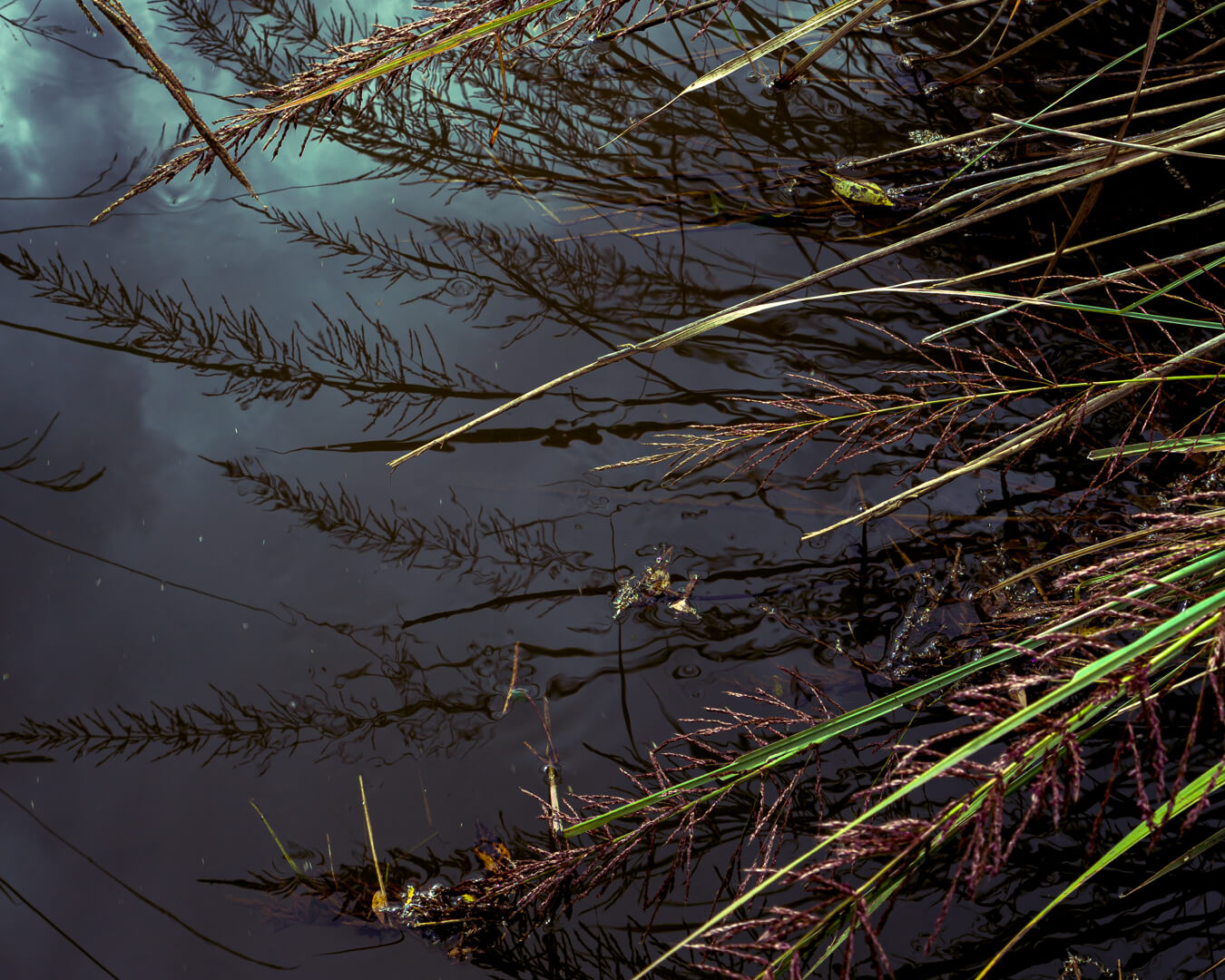 -3-TC-Glassy Grass-Paul-Naude-