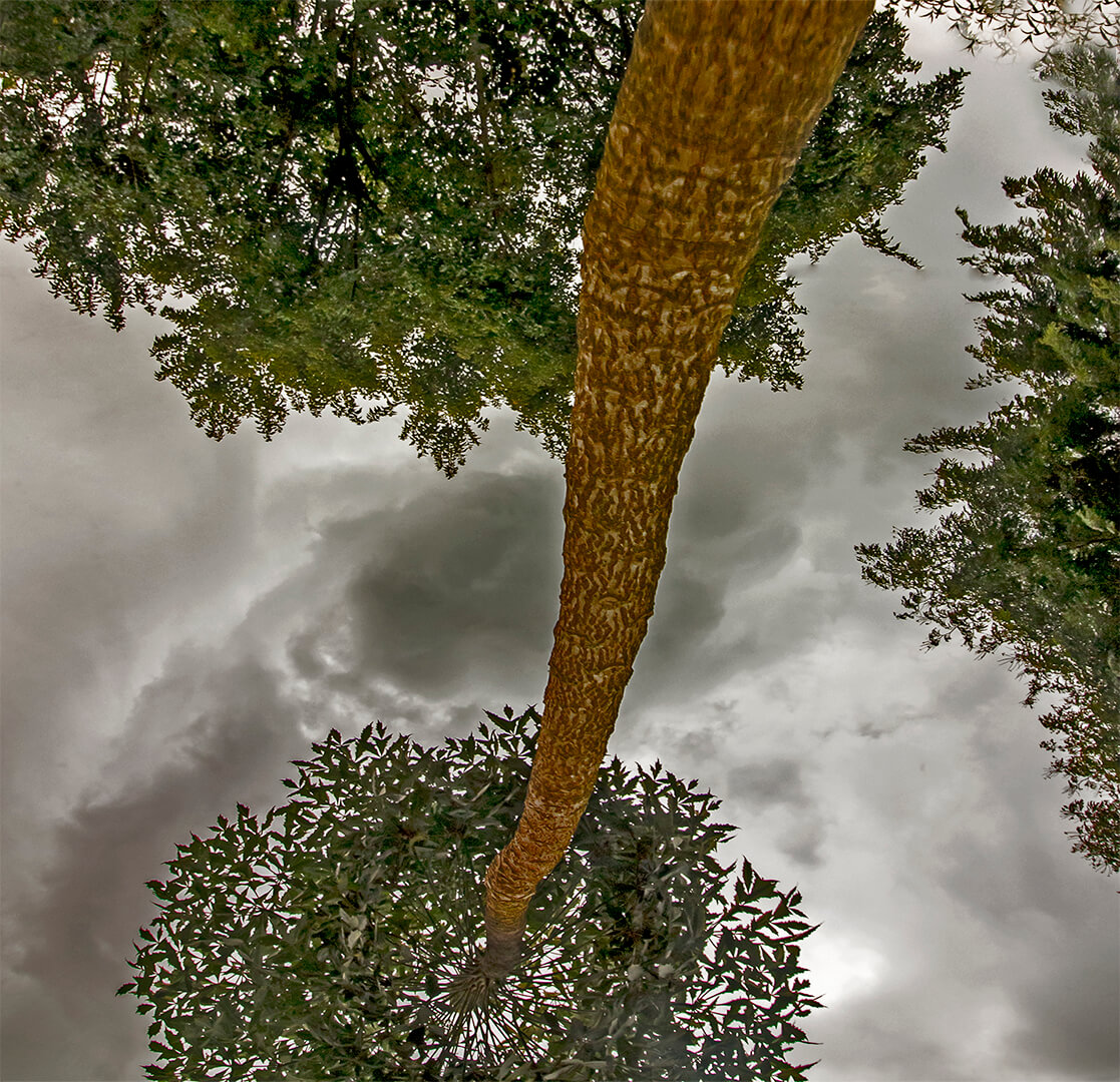 -5-TC-Cabbage tree reflection-Rob-Hart-