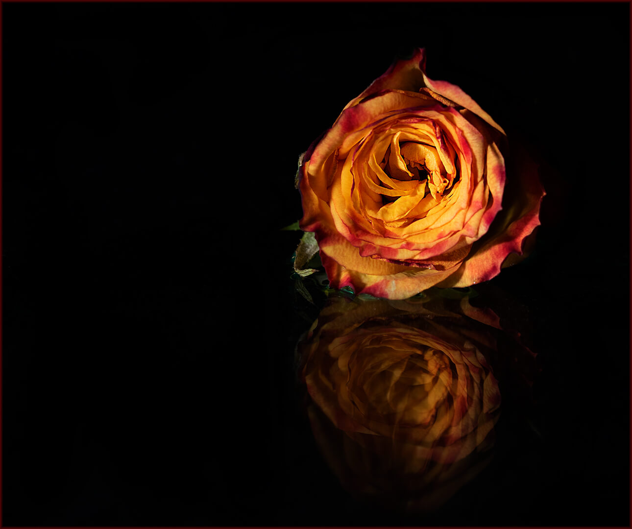 -5-TC-Rose reflection-Des-van Tonder-