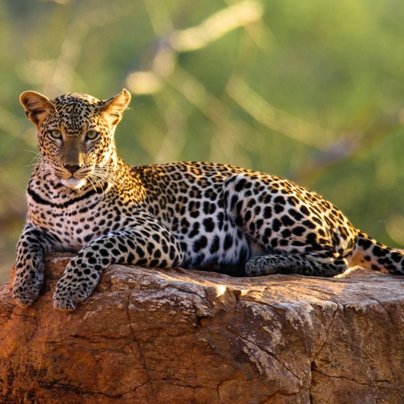 -1-W-Leopard on a Rock-Tom-Lebert-