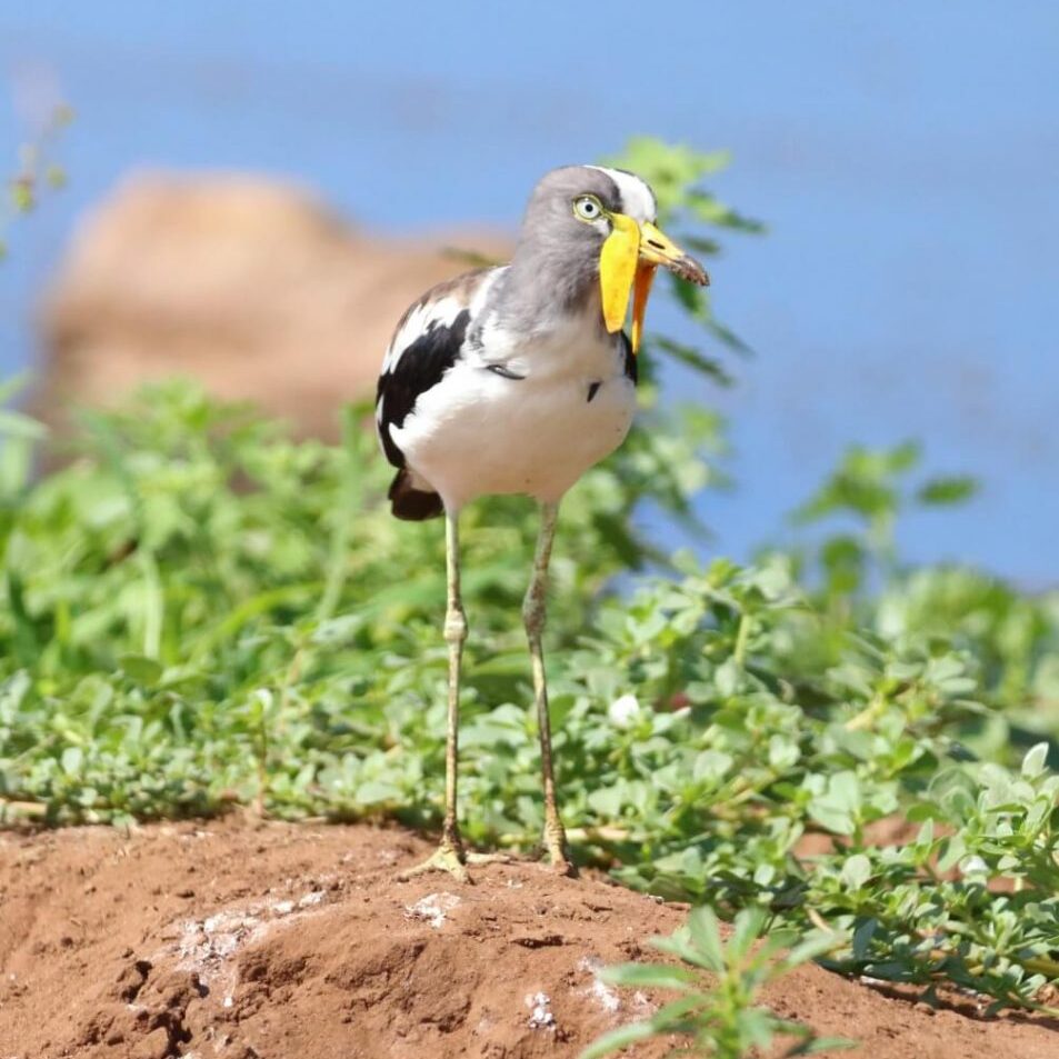 -1-W-White Crowned Lapwing-Jackie-Paterson-