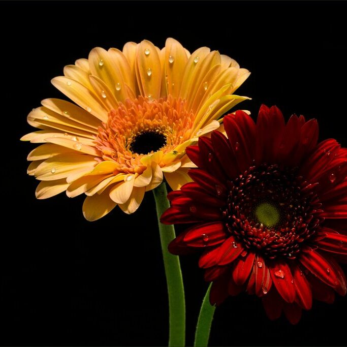 -2-OP-Yellow and Red Barberton Daisy-Tracey-Rhodes-